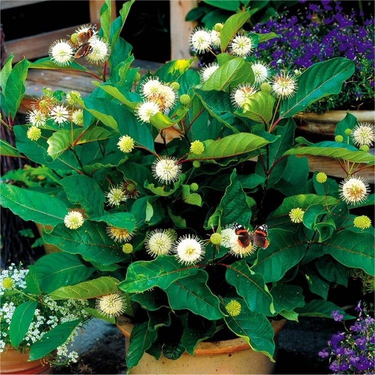 Cephalanthus occidentalis Button Bush