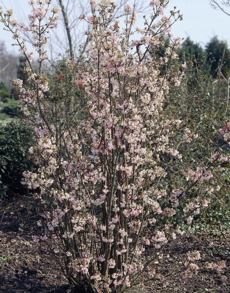 Viburnum Bodnantense Charles Lamont