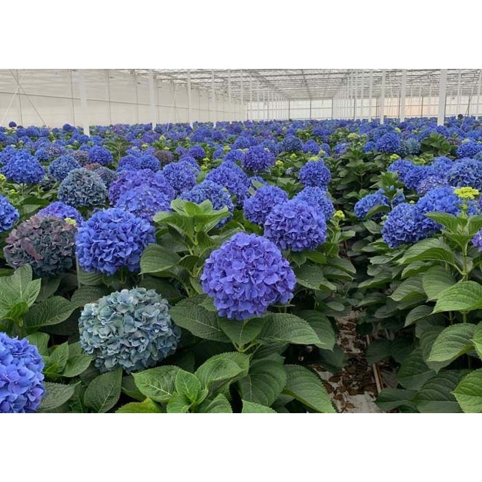 GIANT BLUE MOPHEAD Hydrangea macrophylla Pimpernel - Large Flowered
