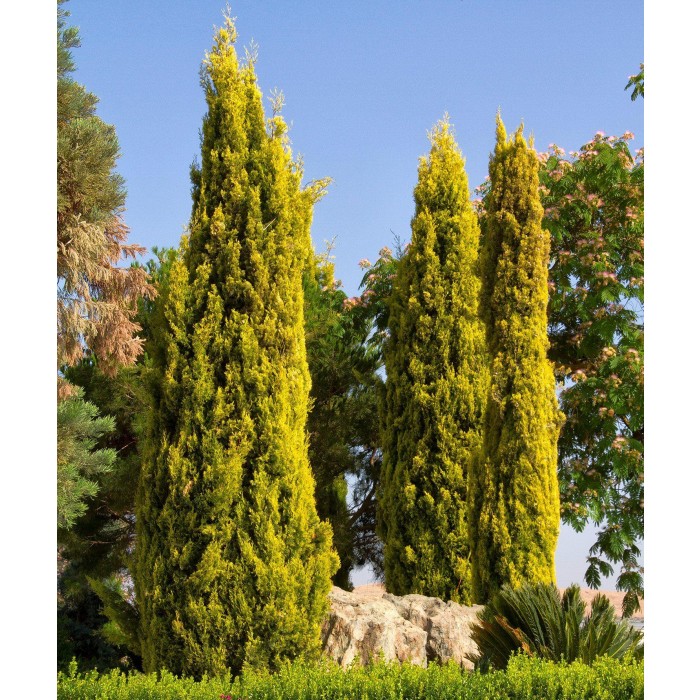 Lemon Scented Monterey Golden Cypress LARGE 100120cm tree