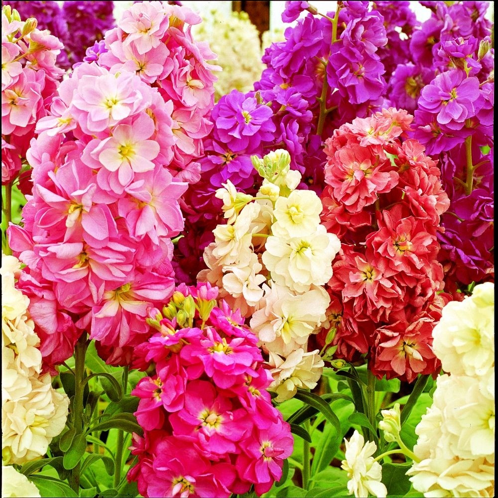 Fragrant Vintage Brompton Stocks - Pack of SIX Plants