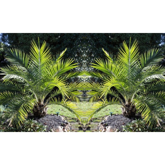 pair-of-3-4ft-canary-island-phoenix-date-palms-perfect-for-patio-planters