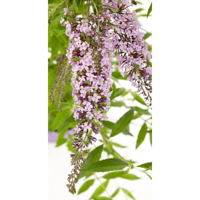 Wisteria Lane Butterfly Bush Masses of Flowers Large Specimen