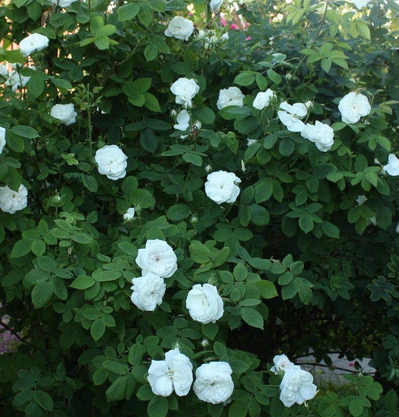 Rose Madame Hardy Mme Hardy Shrub Rose