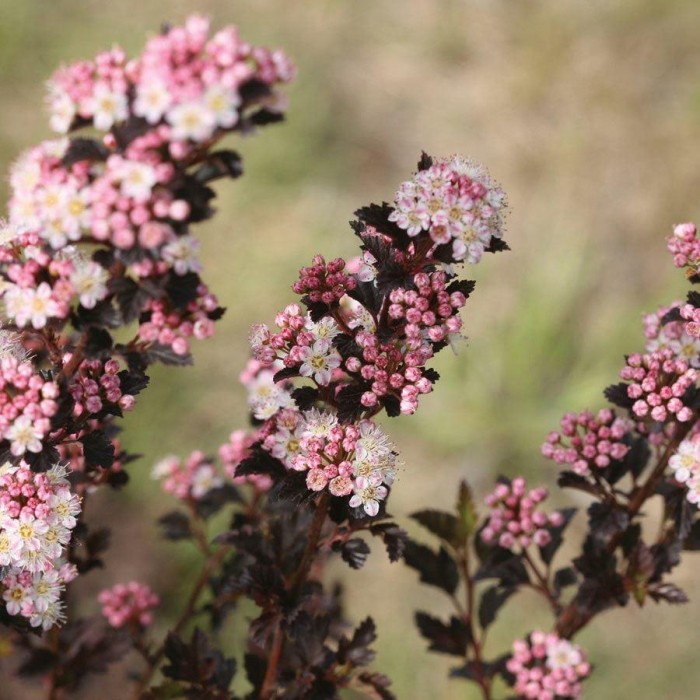 Physocarpus opulifolius Tiny Wine - Ninebark