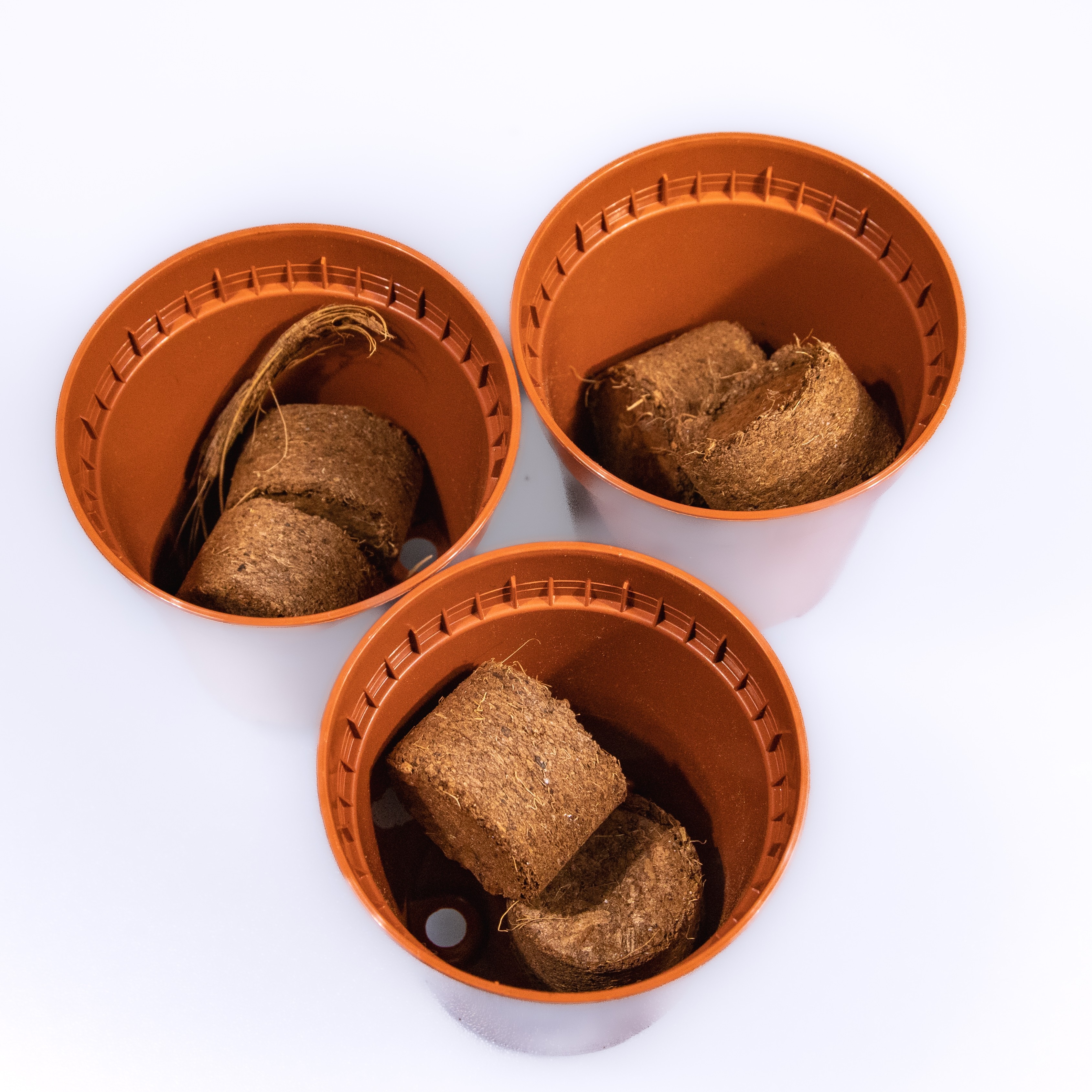 SPECIAL DEAL Sunflower Grow Your Own Sunflower Trio Seed Starter