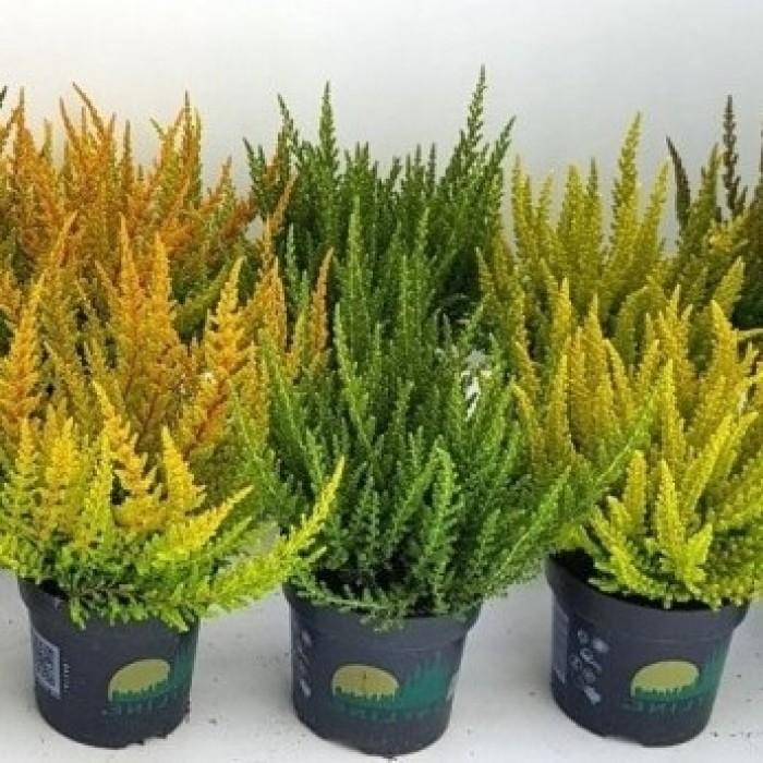 Heather Plant Collection - Calluna vulgaris Skyline Series - Pack of ...