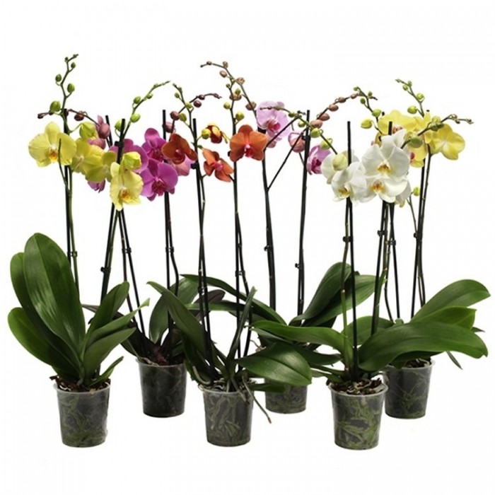 Luxury Phalaenopsis - Pack of THREE Moth Orchids in Assorted Colours