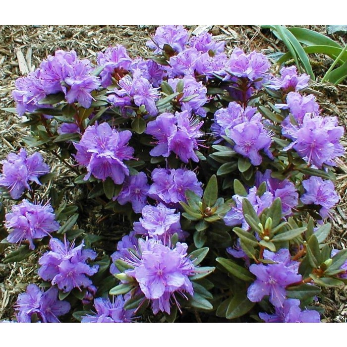 Rhododendron ponticum Impeditum