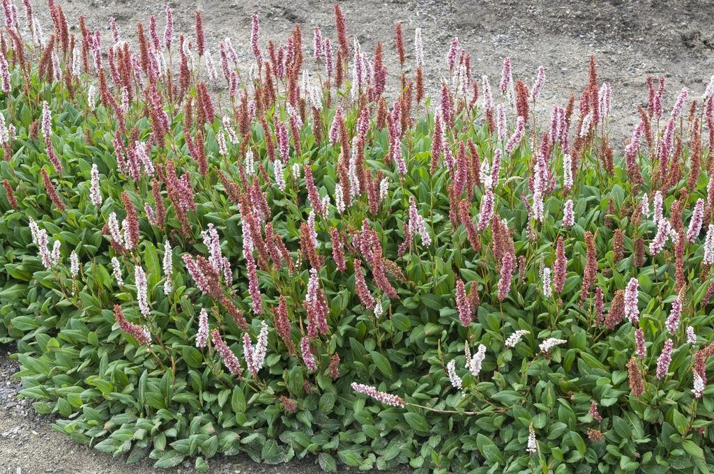 dis holdall eksplicit Persicaria affinis Darjeeling Red - Superb Groundcover