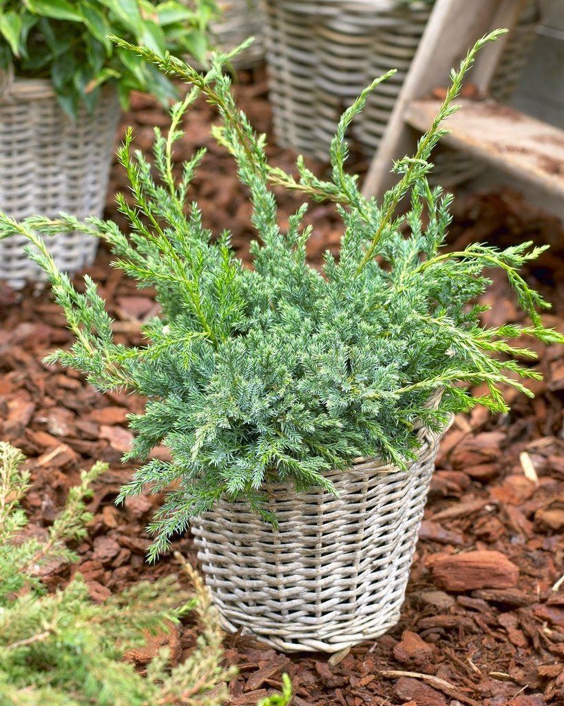 Juniperus squamata 'Blue Carpet'