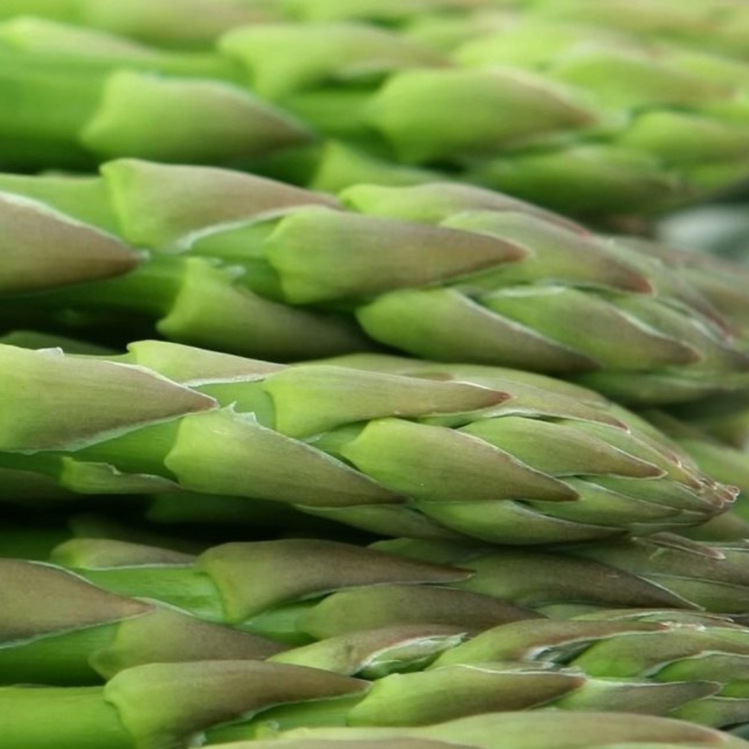 Asparagus Plant MEGA BUNDLE 100 Assorted Plants