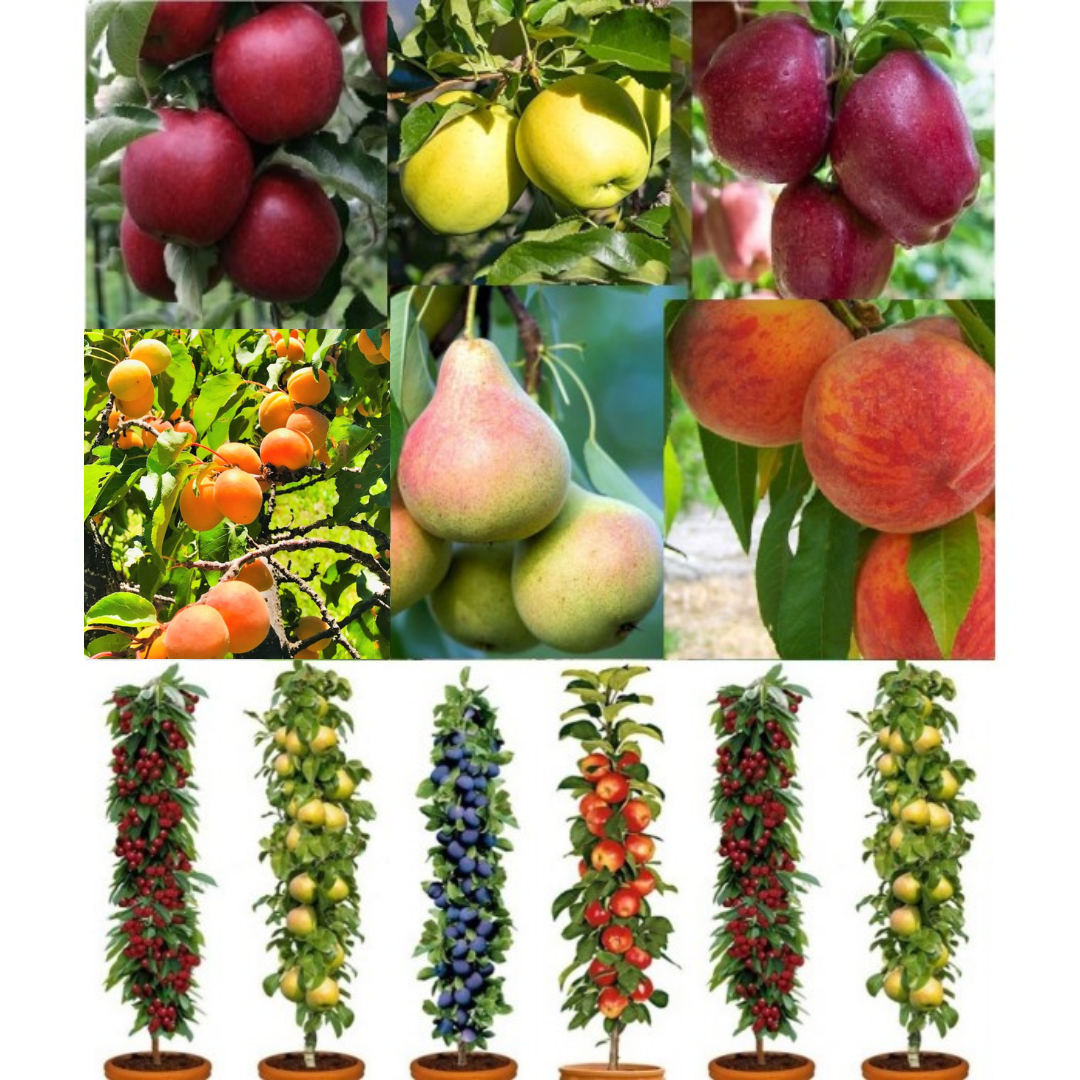 Dwarf Patio PILLAR Fruit Trees Mini Orchard Collection 6 Different
