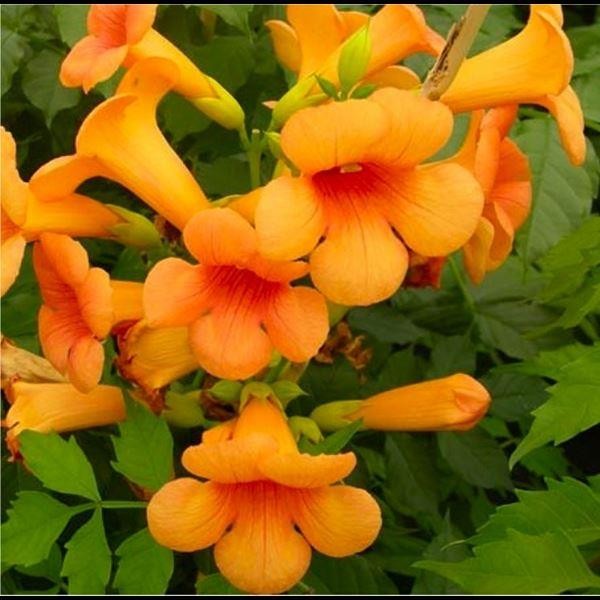Campsis Indian Summer Large Specimen Trumpet Vine