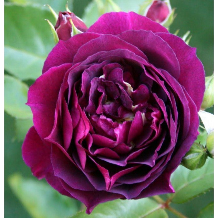 Rose Ebb Tide Floribunda Rose