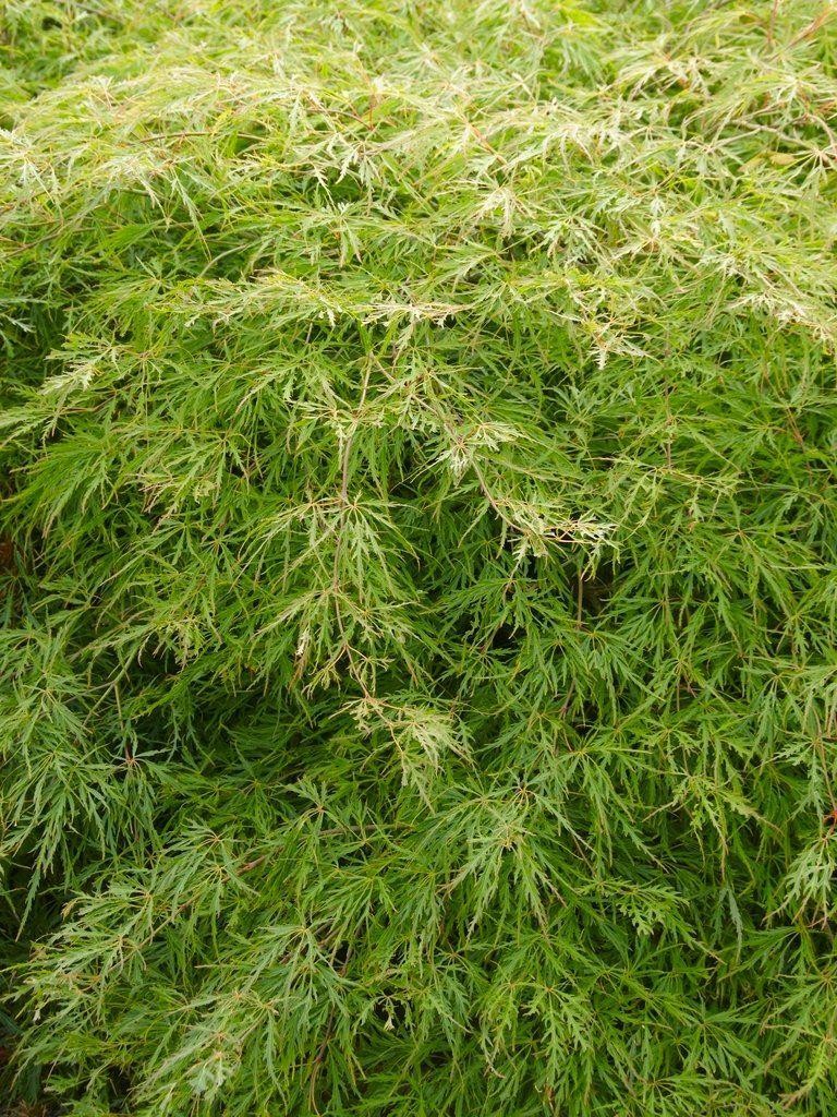 Acer palmatum Dissectum - Filigree Japanese Maple - LARGE