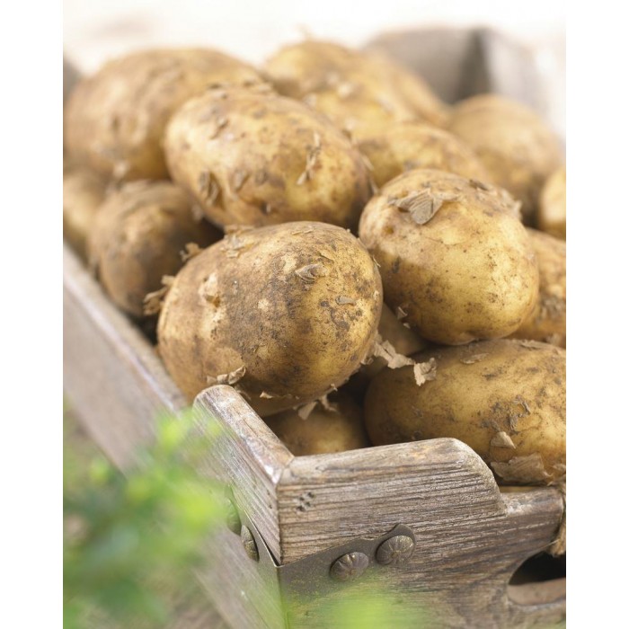 Maris Piper Main Crop Seed Potatoes Pack of 10