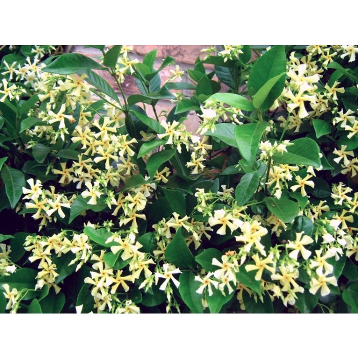 Large 67ft Specimen Climber Star Jasmin Fragrant Evergreen