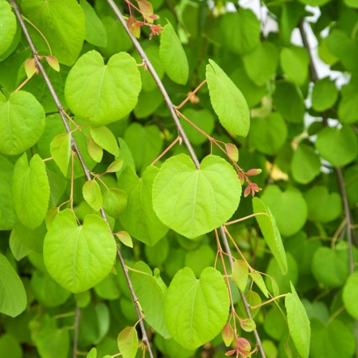 Cercidiphyllum japonicum Katsura Tree Toffee Apple Tree LARGE
