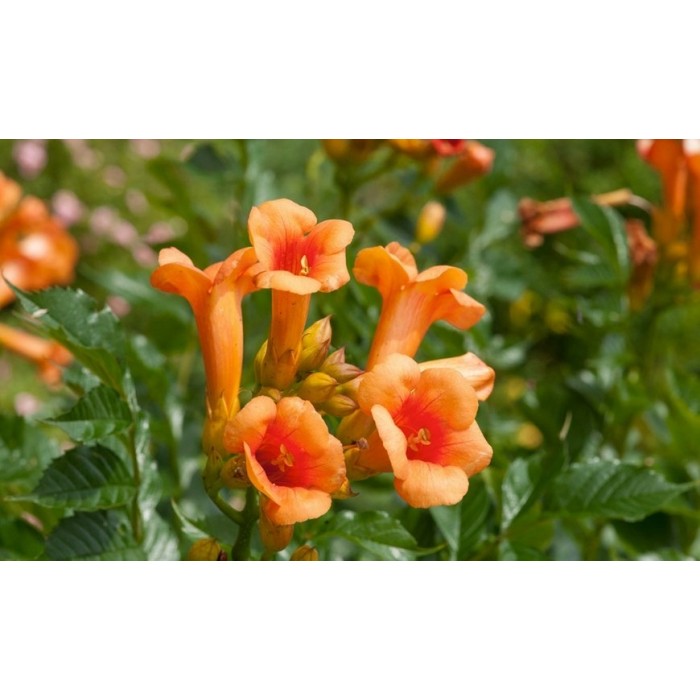 Campsis radicans 'Indian Summer' Trumpet Vine