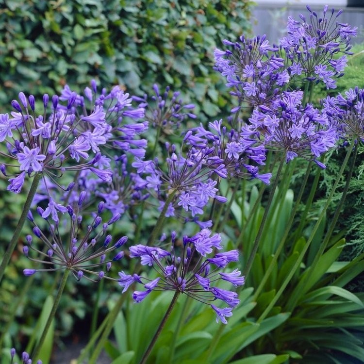 Agapanthus Charlotte Hardy Blue Nile Lily