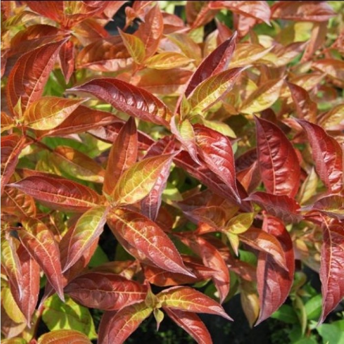 Weigela Wings of Fire