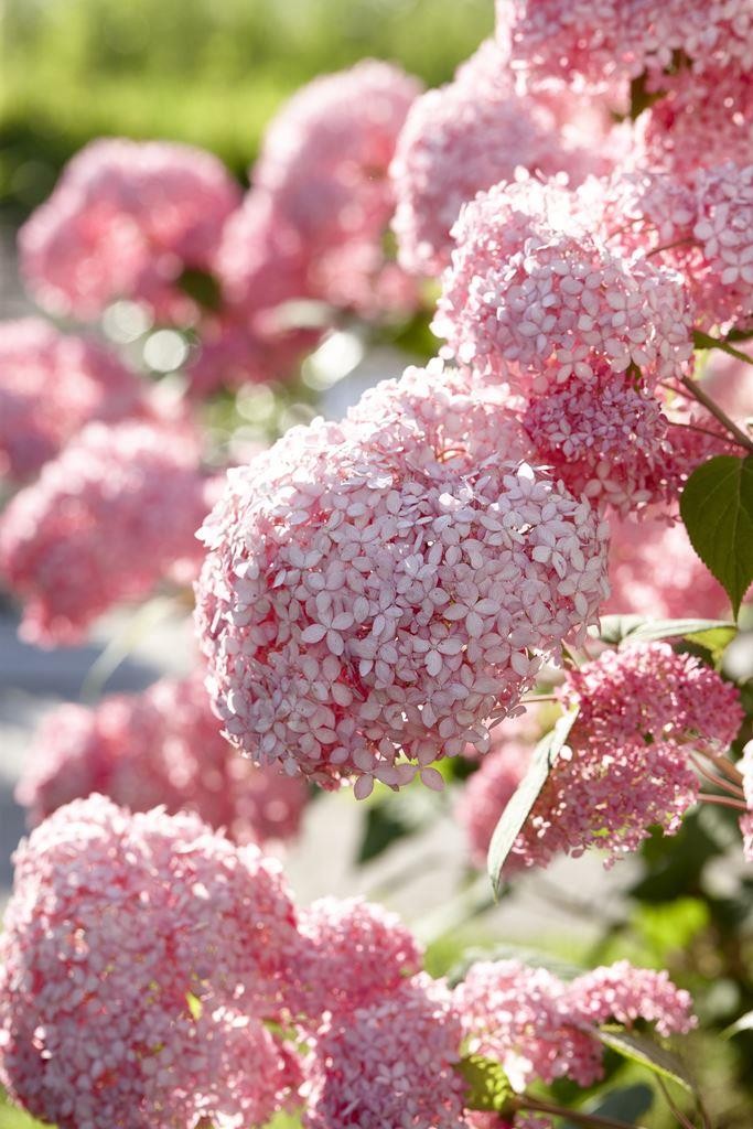 Image of Pink Annabelle Hydrangea in a Garden