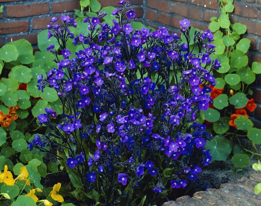 Anchusa azurea 'Dropmore'