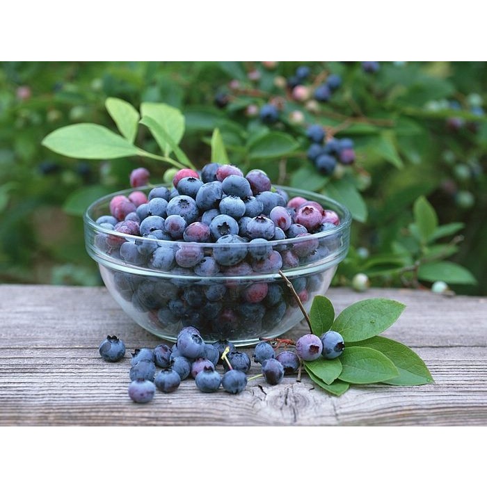 Patio Blueberry Bush Collection Pack of THREE Plants