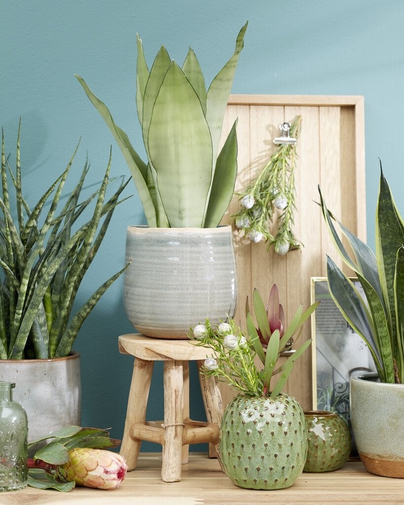 Silver Python Plant Silver Snake Plant - Sansevieria Moonshine