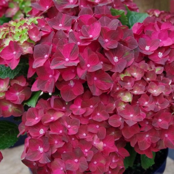 Hydrangea shrubs for sale UK Buy Hydrangea plants online UK