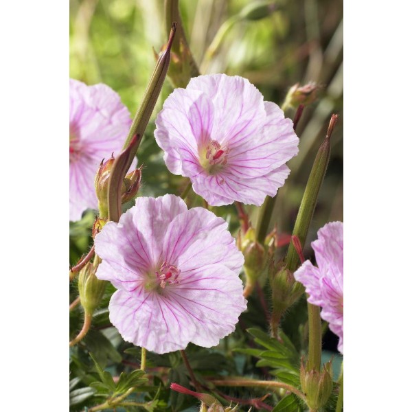 Hardy Perennial Geraniums for Sale - UK delivery
