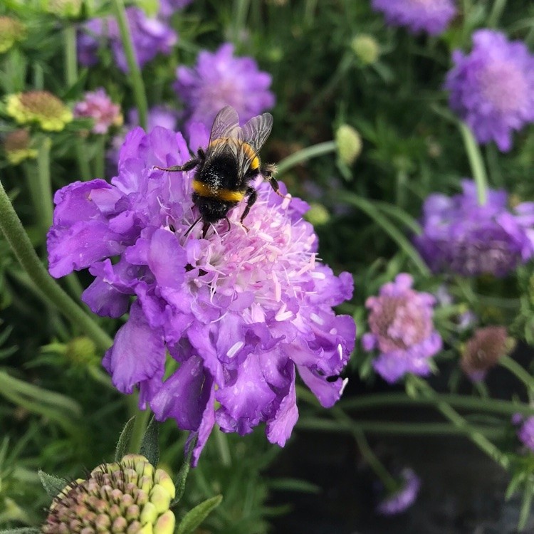Scabiosa columbaria Mariposa Blue - Butterfly Blue Pincushion Flower ...