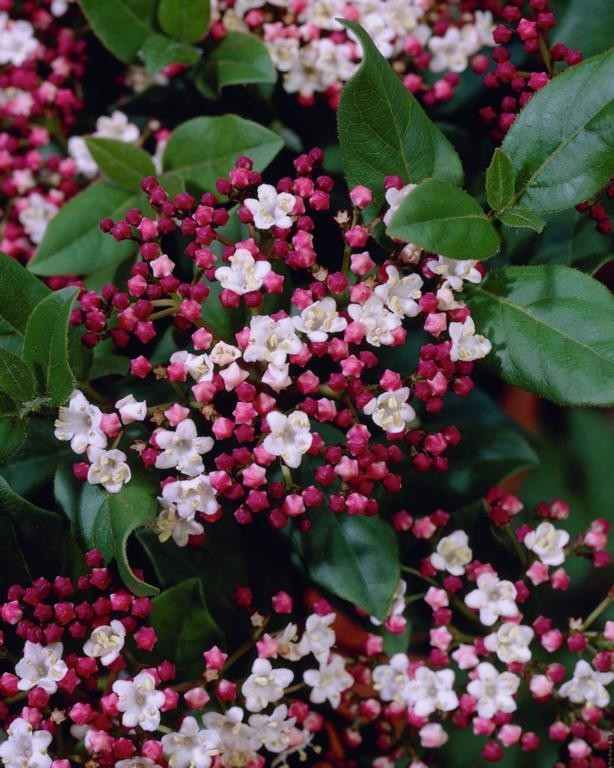 Viburnum tinus Eve Price Standard Tree circa 100120cms tall