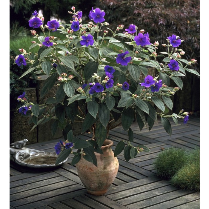 Tibouchina urvilleana Princess Flower Patio Tree