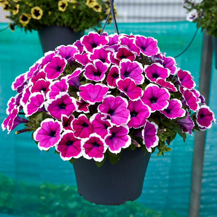 Trailing Petunia Cascadias 'RIMarkable' Pack of SIX Potted Plants