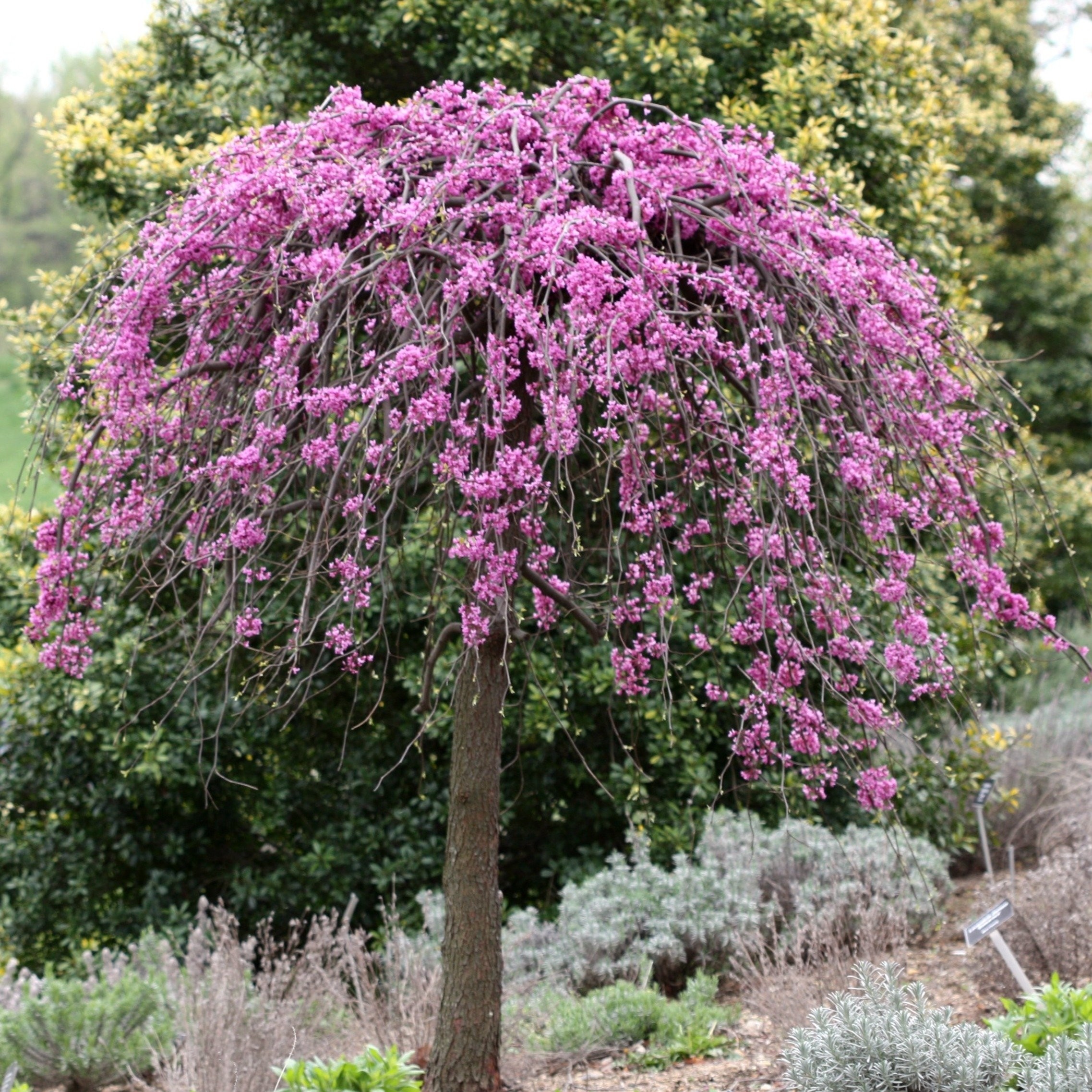 Cercis canadencis Covey Lavender Twist Weeping Redbud LARGE