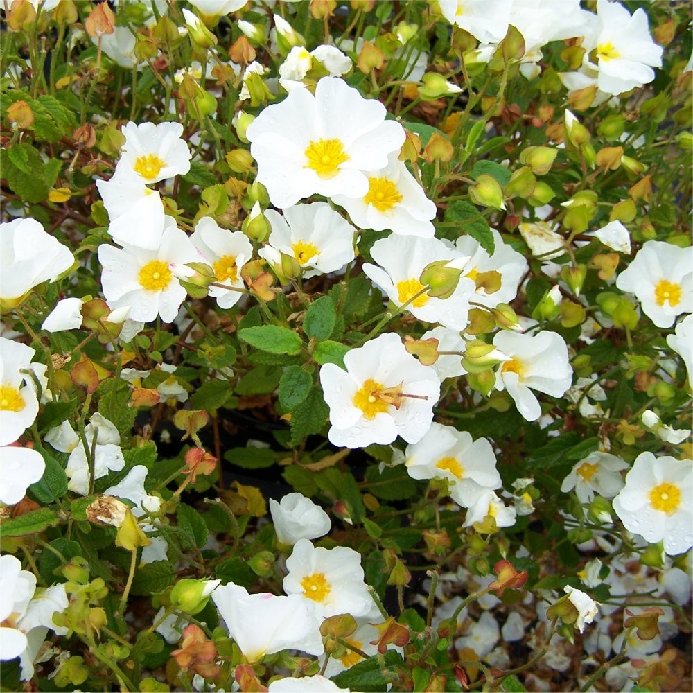 Cistus x Corbariensis (hybridus) - Rock Rose