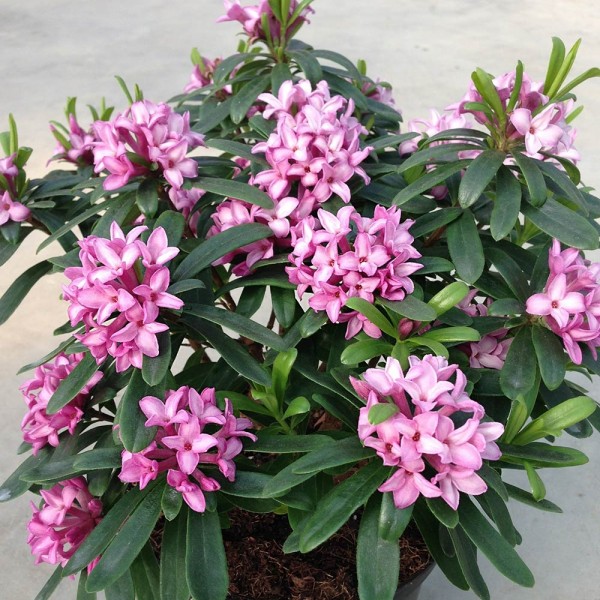 Daphne plants for sale Buy daphne shrubs UK delivery