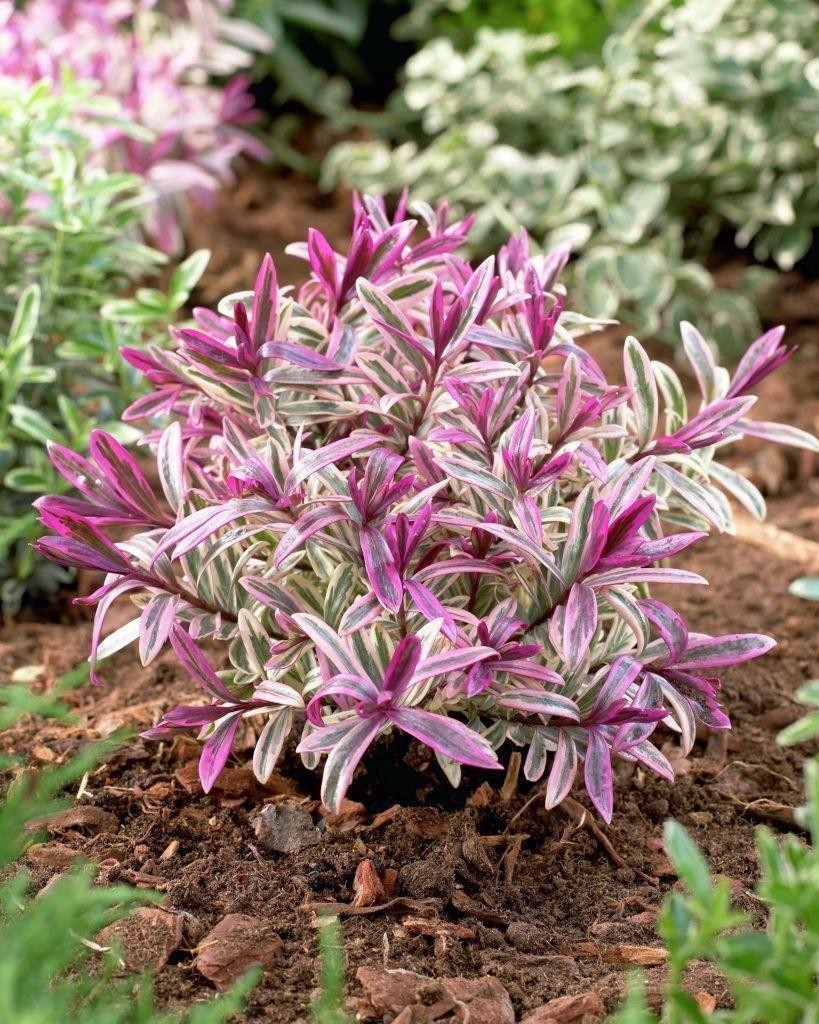 hebe-heartbreaker-pack-of-three-plants