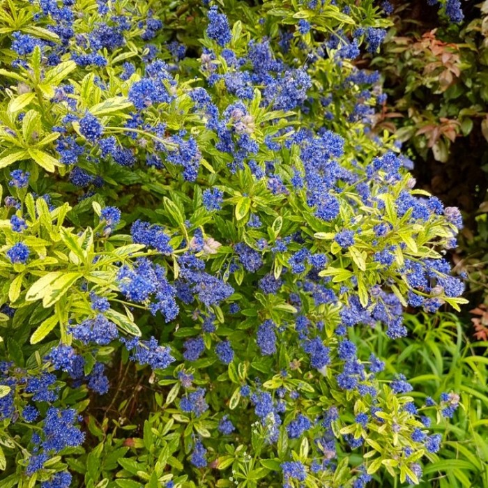 Ceanothus Lemon and Lime Unique Gold & Green foliage with Bright Blue