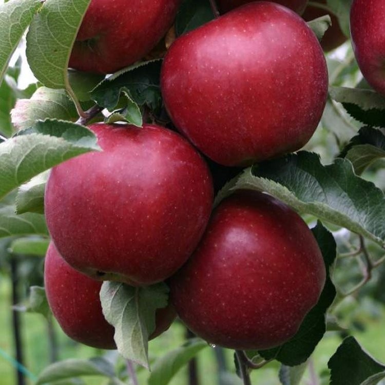 Dwarf Patio PILLAR Fruit Trees Mini Orchard Collection 6 Different Trees