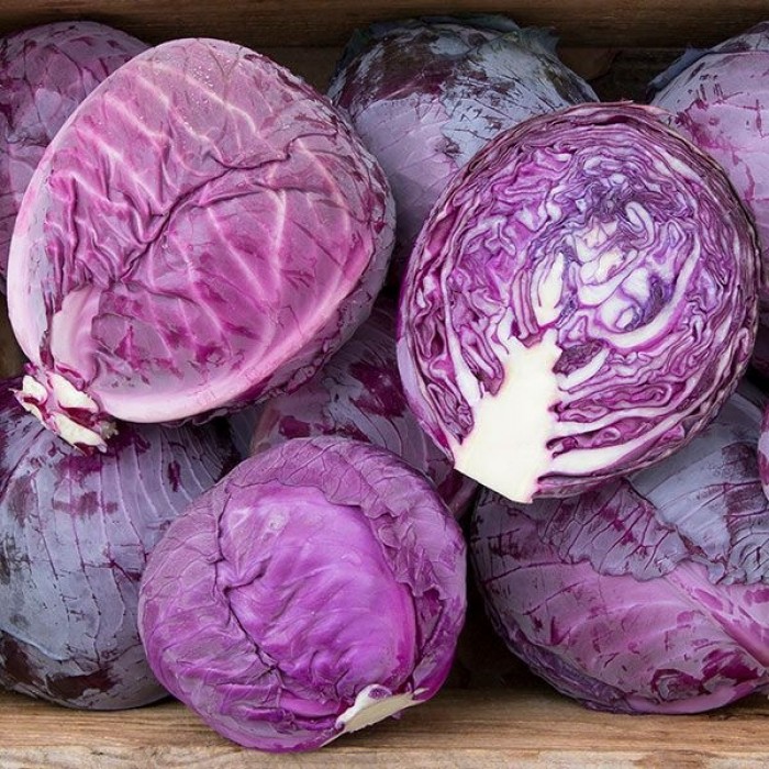 Cabbage 'Red Jewel' Pack of TWELVE Plants