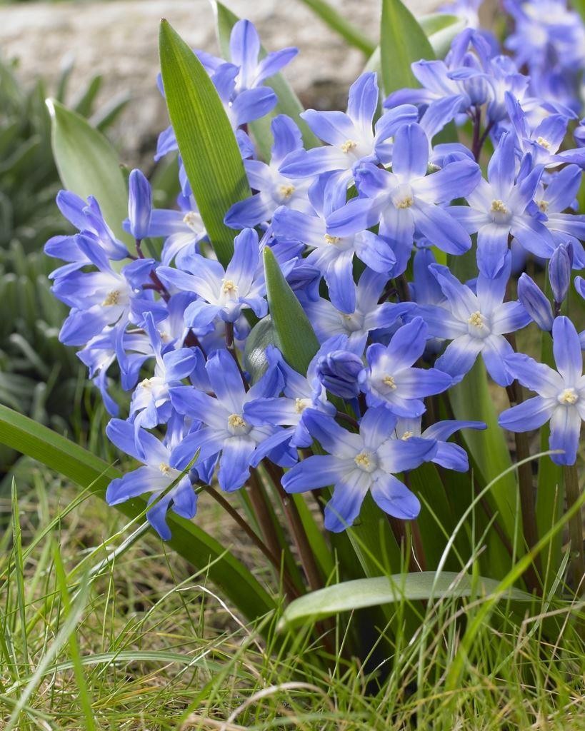 Chionodoxa Blue Giant - Glory of the Snow