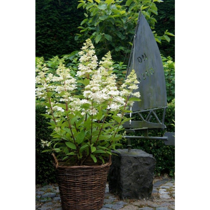 Hydrangea paniculata Confetti