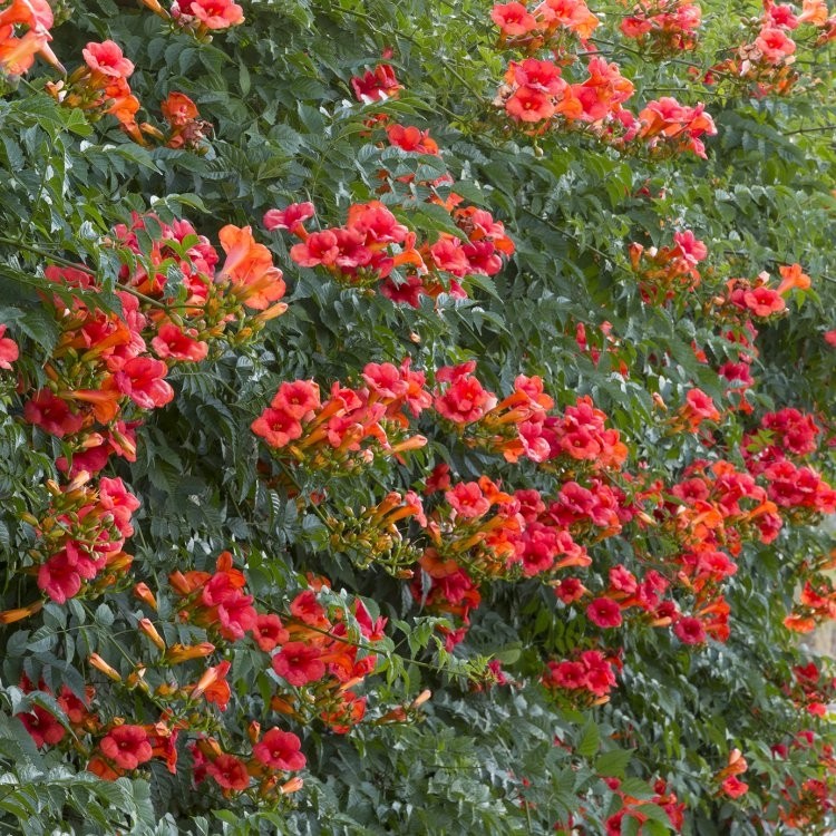 Plante Grimpante Bignone Campsis Madame Galen - Pot 9 Cm, Fleurs Orange Trompette