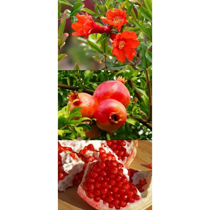 Pomegranate Punica Granatum Early Grow Your Own