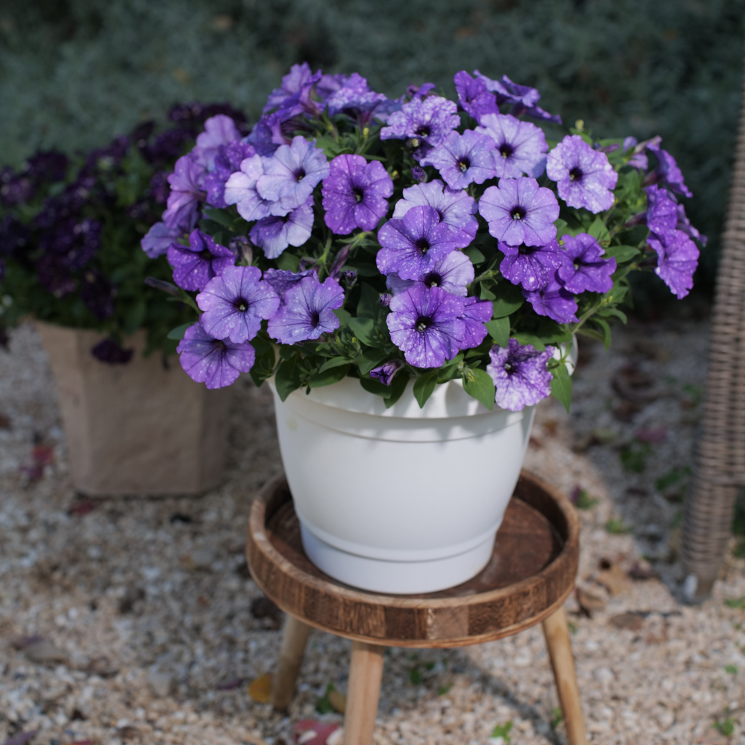 Petunia Splash Dance 'Moon Walk' Pack of SIX Potted Plants