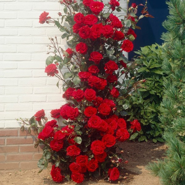 Page 3 Climbing Roses for Sale UK Gardening Express