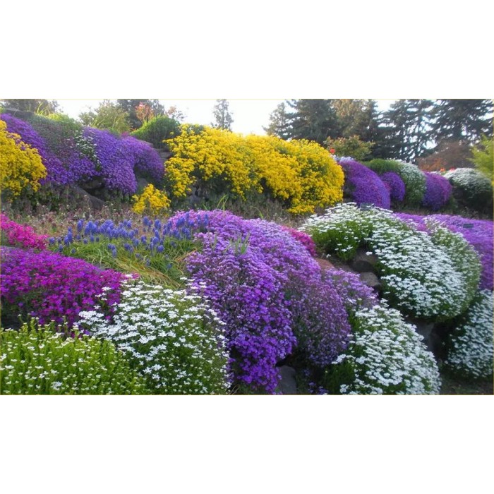 Alpine Plant Collection Pack of 8 Alpine Rockery Plants